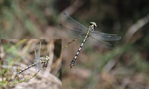 Onychogomphus forcipatus